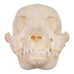 Real Domestic Dog Skeleton – Partial – 126 g