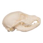 Real Domestic Dog Skeleton – Partial – 126 g