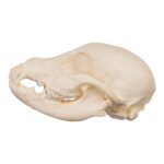 Real Domestic Dog Skeleton – Partial – 126 g