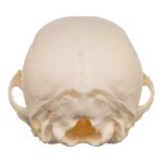 Real Domestic Dog Skeleton – Partial – 126 g