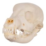 Real Domestic Dog Skeleton – Partial – 104 g