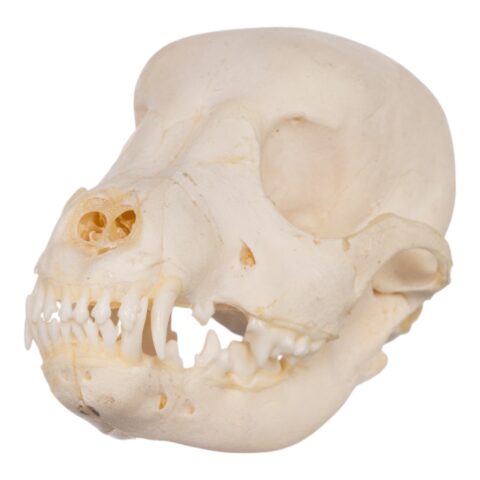 Real Domestic Dog Skeleton - Partial - 104 g