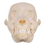 Real Domestic Dog Skeleton – Partial – 104 g