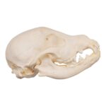 Real Domestic Dog Skeleton – Partial – 104 g