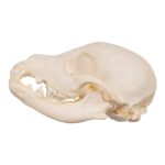 Real Domestic Dog Skeleton – Partial – 104 g