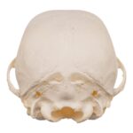 Real Domestic Dog Skeleton – Partial – 104 g