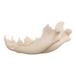 Real Domestic Dog Skeleton – Partial – 104 g