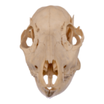Real Chinese Water Deer Skull – Female
