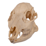 Real Chinese Water Deer Skull – Female