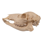 Real Chinese Water Deer Skull – Female