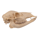 Real Chinese Water Deer Skull – Female