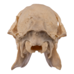 Real Chinese Water Deer Skull – Female