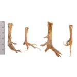 Real Chicken Foot – Single