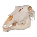 Real Waterbuck Skull – Female