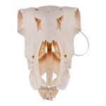 Real Waterbuck Skull – Female