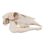 Real Waterbuck Skull – Female