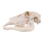 Real Waterbuck Skull – Female