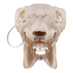 Real Waterbuck Skull – Female
