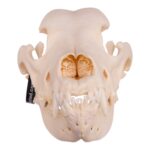 Real Domestic Dog Skull – Great Dane (Periodontal)