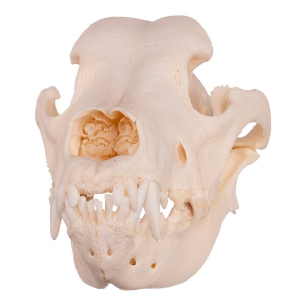 Real Domestic Dog Skull – Great Dane (Periodontal)