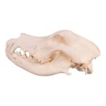 Real Domestic Dog Skull – Great Dane (Periodontal)