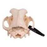 Real Domestic Dog Skull – Great Dane (Periodontal)
