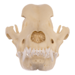 Replica Domestic Dog Skull – Rottweiler