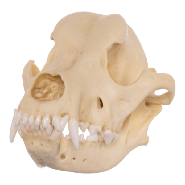 Replica Domestic Dog Skull – Rottweiler