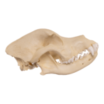 Replica Domestic Dog Skull – Rottweiler