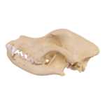 Replica Domestic Dog Skull – Rottweiler
