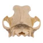 Replica Domestic Dog Skull – Rottweiler