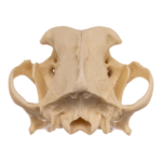 Replica Domestic Dog Skull – Pit Bull