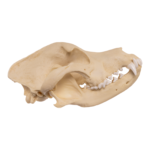Replica Domestic Dog Skull – Pit Bull