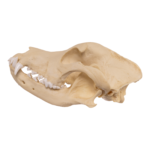 Replica Domestic Dog Skull – Pit Bull