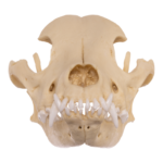 Replica Domestic Dog Skull – Pit Bull