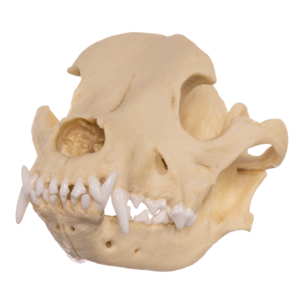 Replica Domestic Dog Skull – Pit Bull