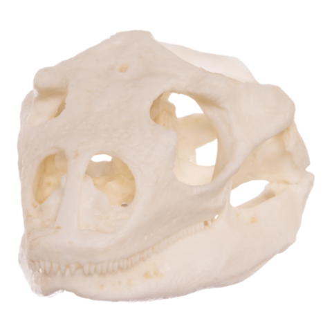 Replica Anegada Rock Iguana Skull