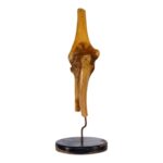Real Human Elbow Joint on Stand