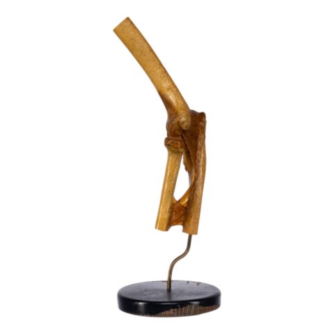 Real Human Elbow Joint on Stand