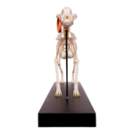 Real Domestic Dog Skeleton by Skulls Unlimited