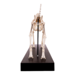 Real Domestic Dog Skeleton by Skulls Unlimited