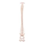 Real Domestic Dog Spine, Pelvis, and Sacrum – Articulated