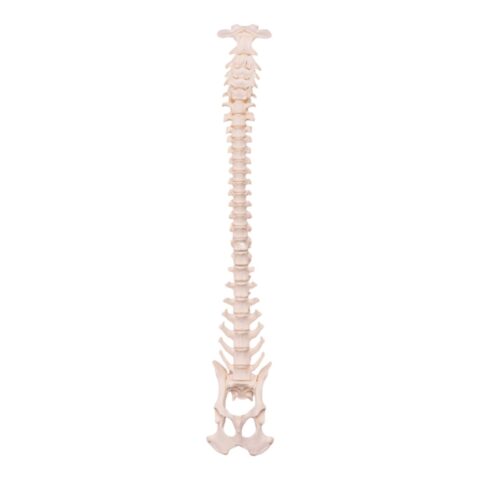 Real Domestic Dog Spine, Pelvis, and Sacrum - Articulated