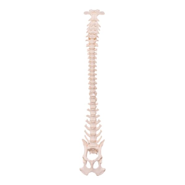 Real Domestic Dog Spine, Pelvis, and Sacrum – Articulated