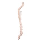 Real Domestic Dog Spine, Pelvis, and Sacrum – Articulated