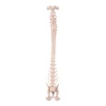 Real Domestic Dog Spine, Pelvis, and Sacrum – Articulated