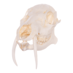 Replica Chinese Water Deer Skull – Male