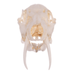 Replica Chinese Water Deer Skull – Male