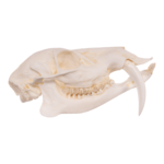 Replica Chinese Water Deer Skull – Male
