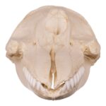 Replica False Killer Whale Skull